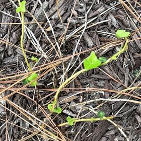 Photo of the plant species Large-Leaved Muehlenbeckia by @WhizBluebean74 named Osmo on Greg, the plant care app