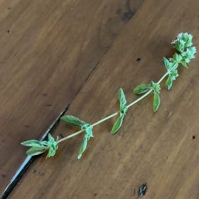 Photo of the plant species Tree Germander by @WhizBluebean74 named Daphne on Greg, the plant care app
