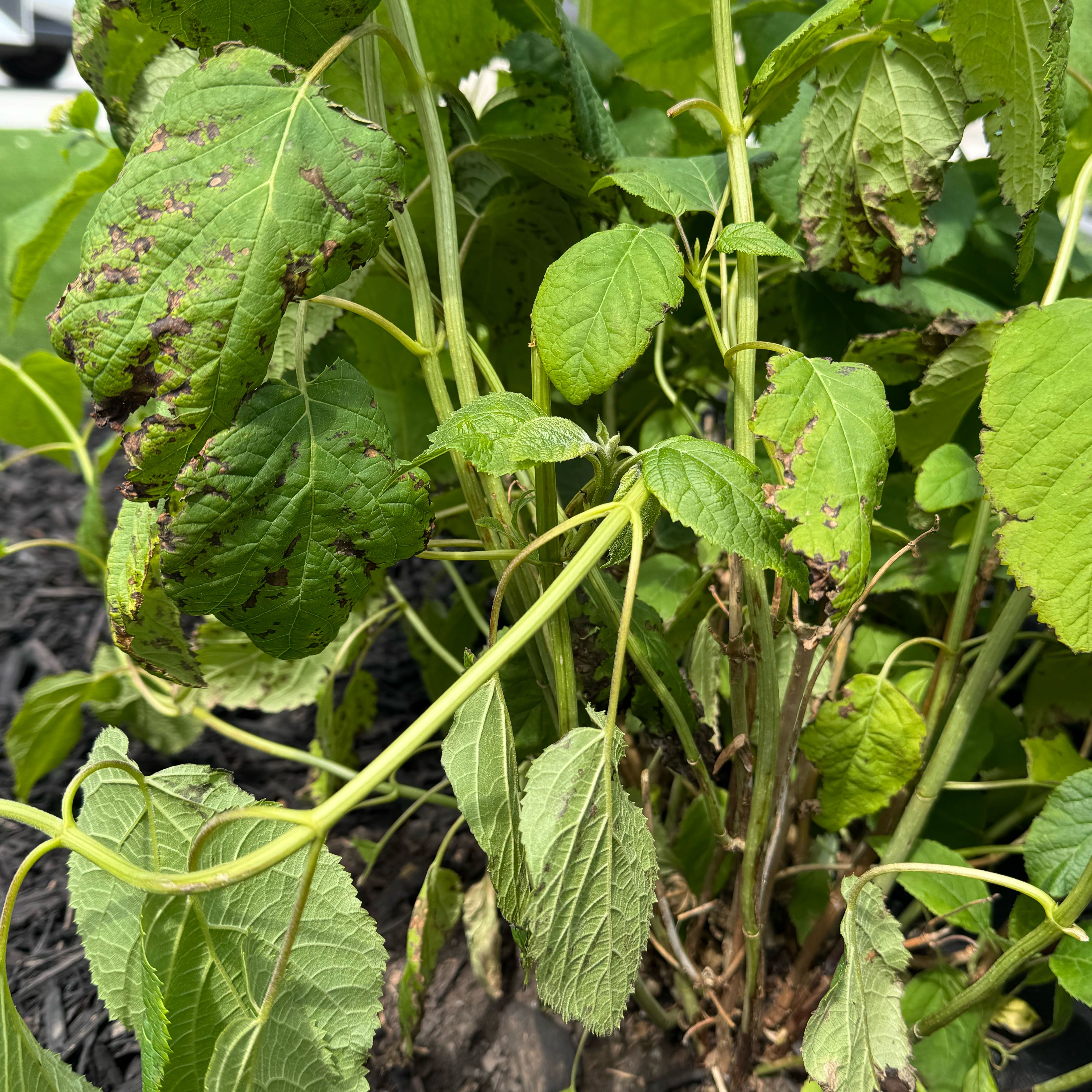 Photo of the plant species Hydrangea 'Annabelle' by @PropheticKaro49 named Annabelle on Greg, the plant care app