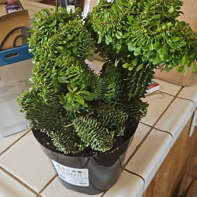 Photo of the plant species Euphorbia cristata by @WinCassava48 named Harmony on Greg, the plant care app