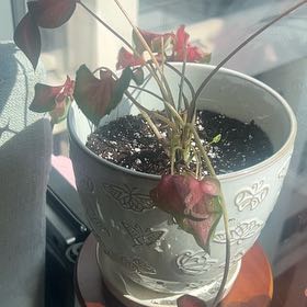 Photo of the plant species Kaladium™ 'Fairytale Princess™' by @ExpensiveRye44 named Girlfrond on Greg, the plant care app