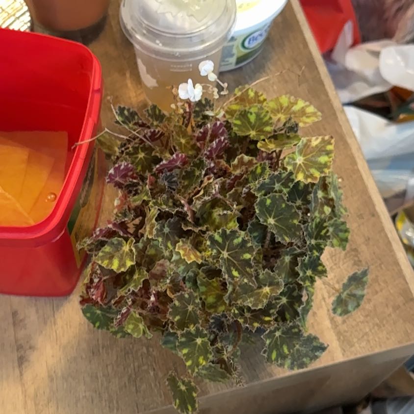 Photo of the plant species Begonia Tiger Paws by @NewPigsears35 named Gaga on Greg, the plant care app