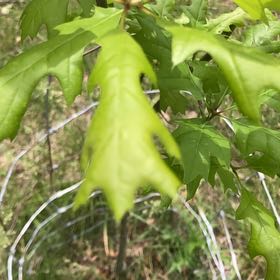 Photo of the plant species Water Oak by @VocalTamarack46 named Foxxy on Greg, the plant care app
