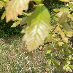 Photo of the plant species Swamp White Oak by @VocalTamarack46 named Drake on Greg, the plant care app