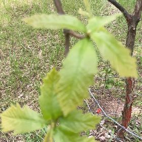 Photo of the plant species Chinkapin Oak by @VocalTamarack46 named Winston on Greg, the plant care app
