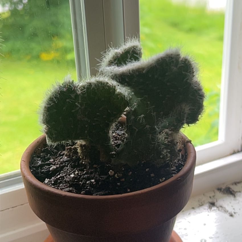 Photo of the plant species Crested Old Man Opuntia by @SirWeed4 named Muhammad on Greg, the plant care app