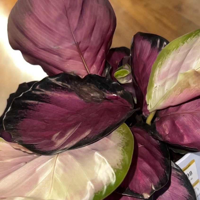 Plant care for Monstera Peru on Greg, the plant care app