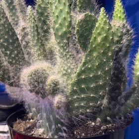 Photo of the plant species Snow Prickly Pear by @ProperGrass55 named Snowy pear on Greg, the plant care app