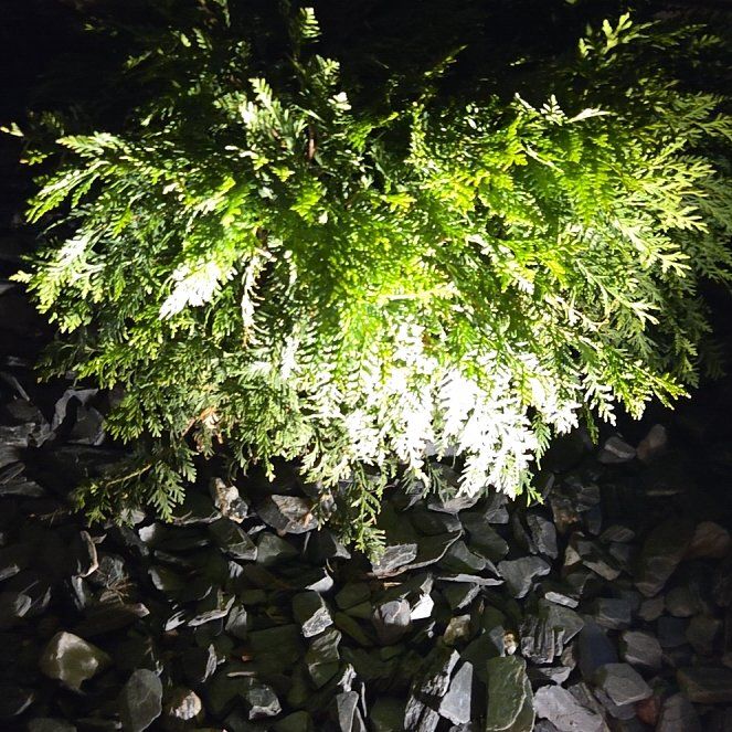 Photo of the plant species Davallia Fern by @PrizeChervil80 named Sahara on Greg, the plant care app