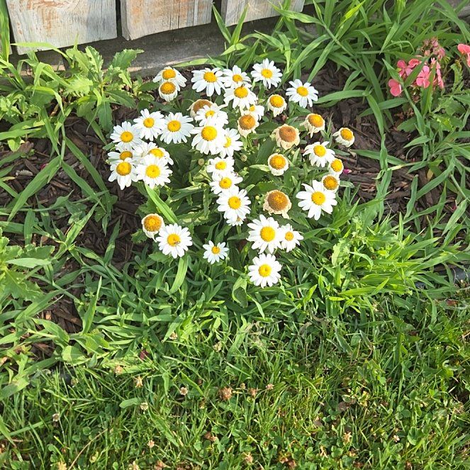 Photo of the plant species Max Chrysanthemum by @PrizeChervil80 named Aria on Greg, the plant care app