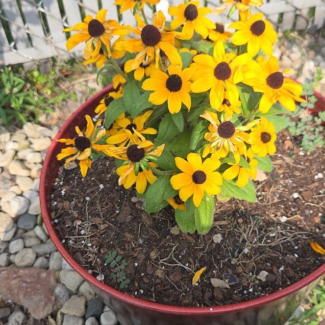 Photo of the plant species Blackeyed Susan by @PrizeChervil80 named Morgan Treeman on Greg, the plant care app