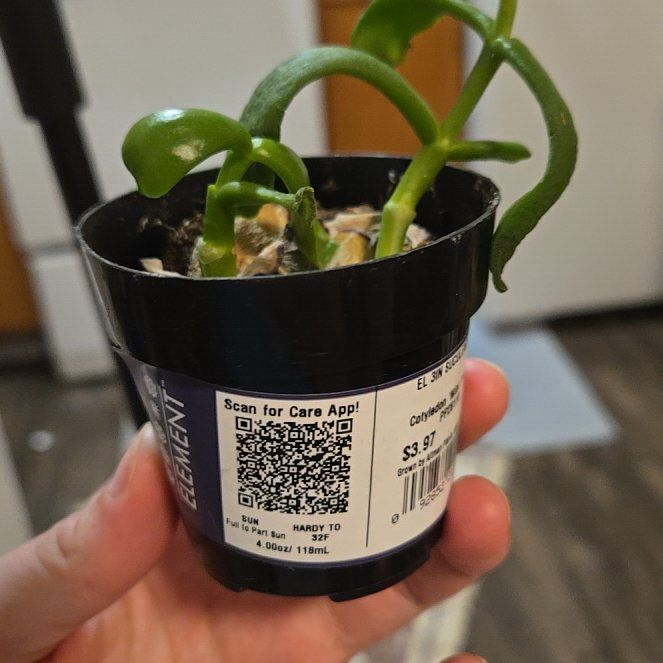 Photo of the plant species Mint Truffles by @SuppleViszsla82 named Little Guy on Greg, the plant care app
