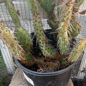 Photo of the plant species Coastal Pricklypear by @HypnoticLukiwan named Prince on Greg, the plant care app
