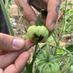 Photo of the plant species Beefsteak Tomato by @RadCamellia85 named Leaf Erickson on Greg, the plant care app