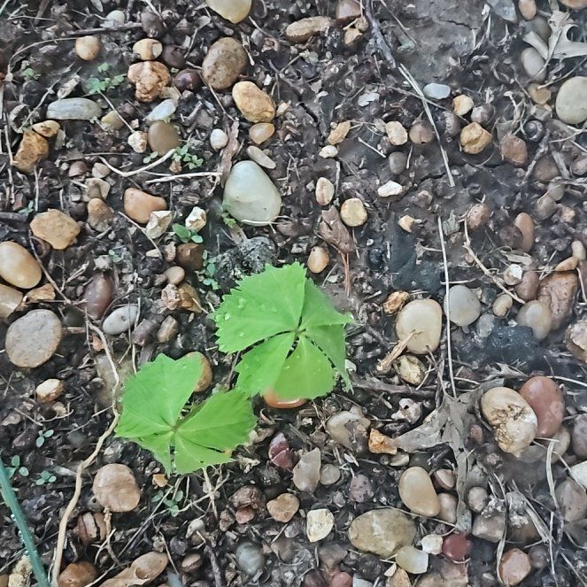 Photo of the plant species Virginia Creeper by @SultryCarrot90 named Harper on Greg, the plant care app