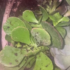 Photo of the plant species Water-Shield by @FunLantana45 named Beckham on Greg, the plant care app