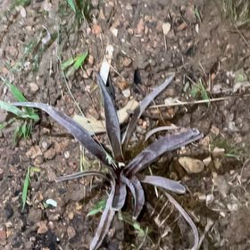 Photo of the plant species Banana Yucca by @FunLantana45 named Mollie on Greg, the plant care app