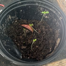 Photo of the plant species Marijuana by @PetPalqui68 named Leaf Erickson on Greg, the plant care app