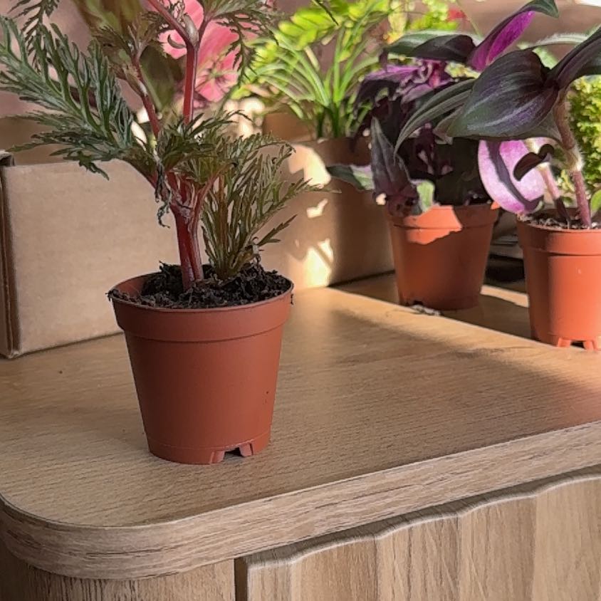 Photo of the plant species Begonia bipinnatifida by @FastPeyote18 named Clooney on Greg, the plant care app