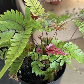 Photo of the plant species Tricolor Fern by @FastPeyote18 named Sanders on Greg, the plant care app