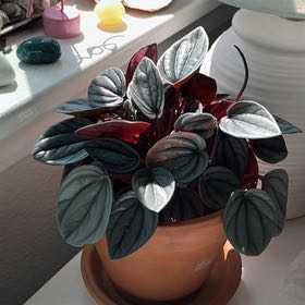 Photo of the plant species Peperomia 'Red Watermelon' by @GemUrnplant19 named Mollie on Greg, the plant care app