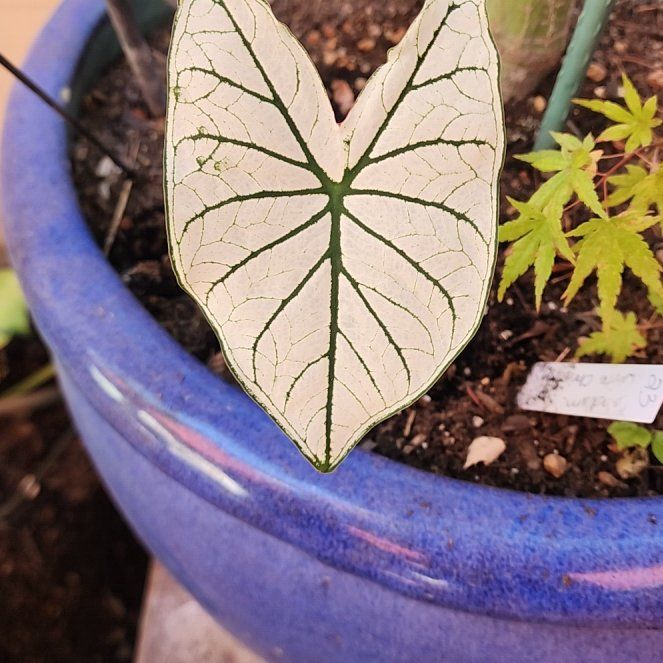 Photo of the plant species White Christmas Angel Wings by @Melosgarden named White Christmas on Greg, the plant care app