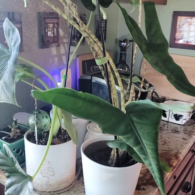 Photo of the plant species Little Zebrina Alocasia by @Melosgarden named Zebrina Alocasia on Greg, the plant care app