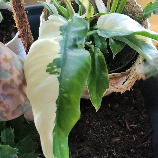 Photo of the plant species Prismacolor Golden Girl Philodendron by @Melosgarden named Golden Girl Philodendron on Greg, the plant care app