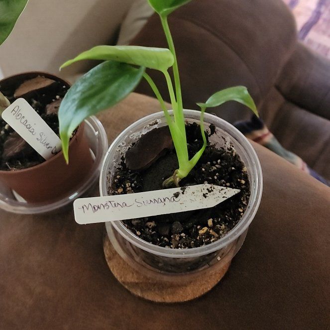 Photo of the plant species Monstera deliciosa var. sierrana by @Melosgarden named MONSTERA Sierrana on Greg, the plant care app