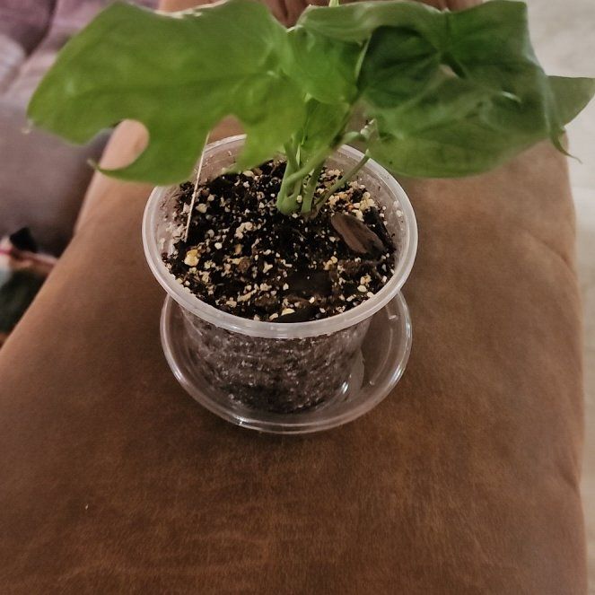 Photo of the plant species Amydrium medium by @Melosgarden named MONSTERA Spiderman on Greg, the plant care app
