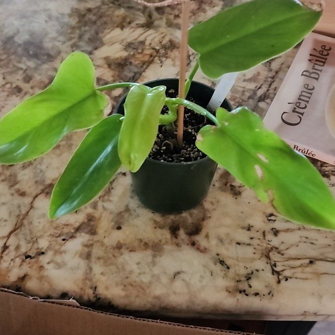 Photo of the plant species Golden Violin by @Melosgarden named Gaga on Greg, the plant care app