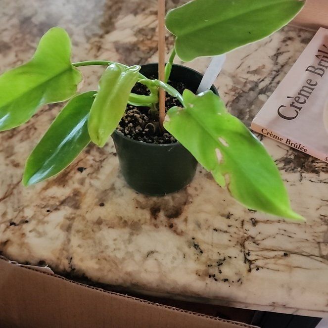 Photo of the plant species Golden Violin by @Melosgarden named Aristotle on Greg, the plant care app