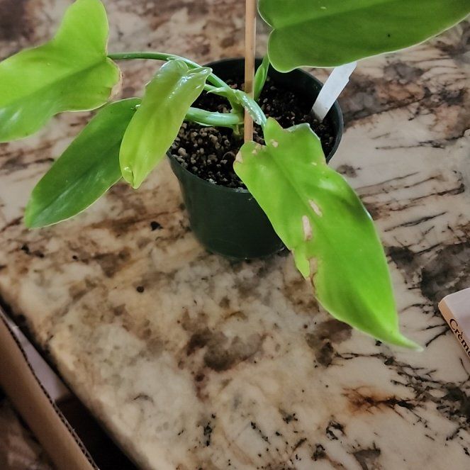 Photo of the plant species Golden Violin by @Melosgarden named Golden Violin Philodendron on Greg, the plant care app