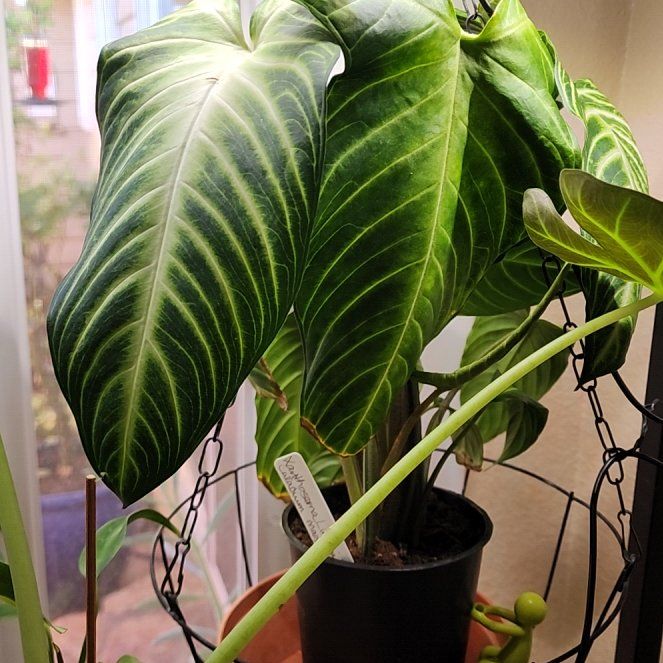 Photo of the plant species Caladium lindenii 'Magnificum' by @Melosgarden named Lindenii Magnificum on Greg, the plant care app