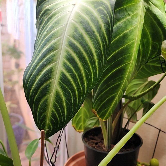 Photo of the plant species Caladium lindenii 'Magnificum' by @Melosgarden named Caladium Lindenii Magnifcum on Greg, the plant care app