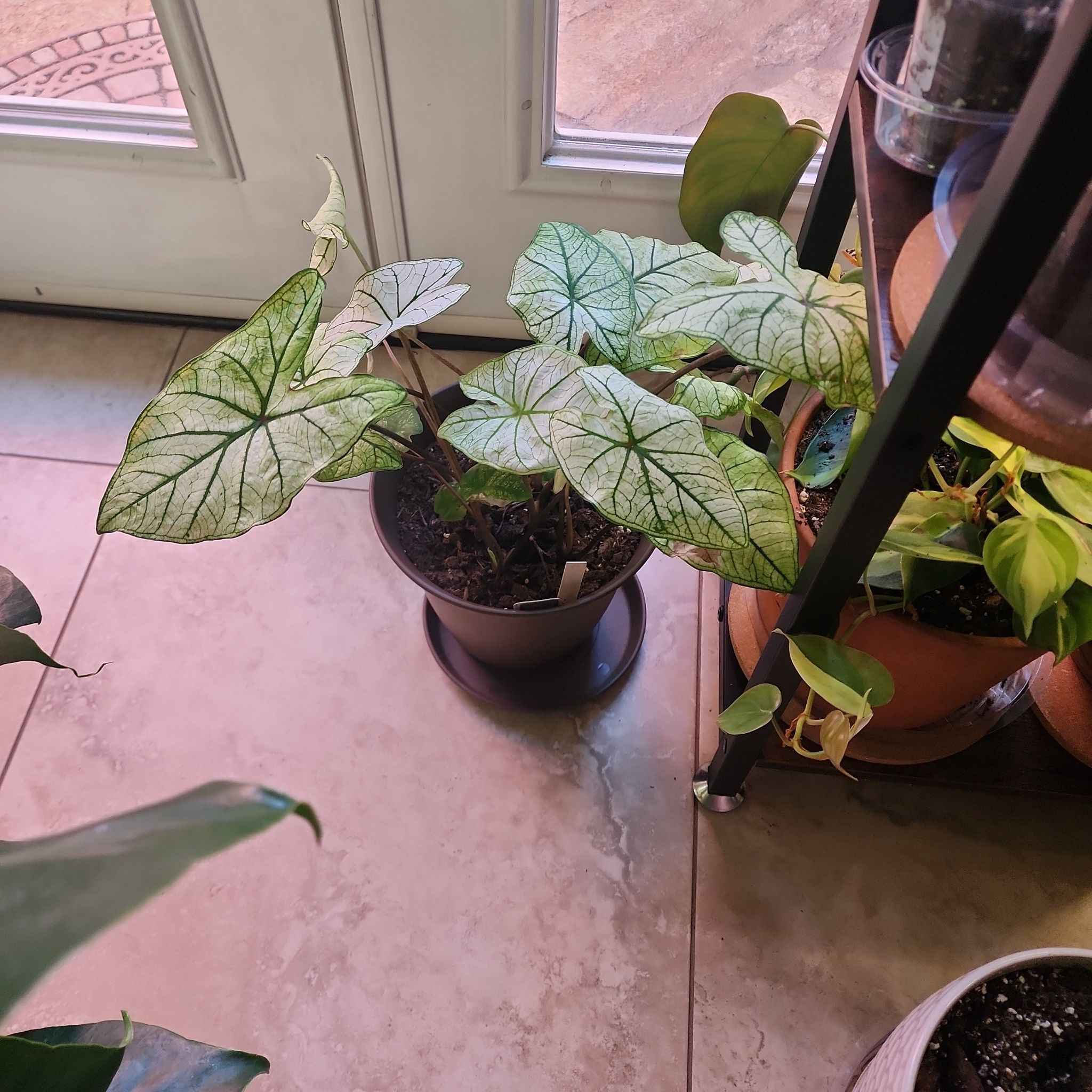 Photo of the plant species Angel Wings by @Melosgarden named Angel Wings on Greg, the plant care app