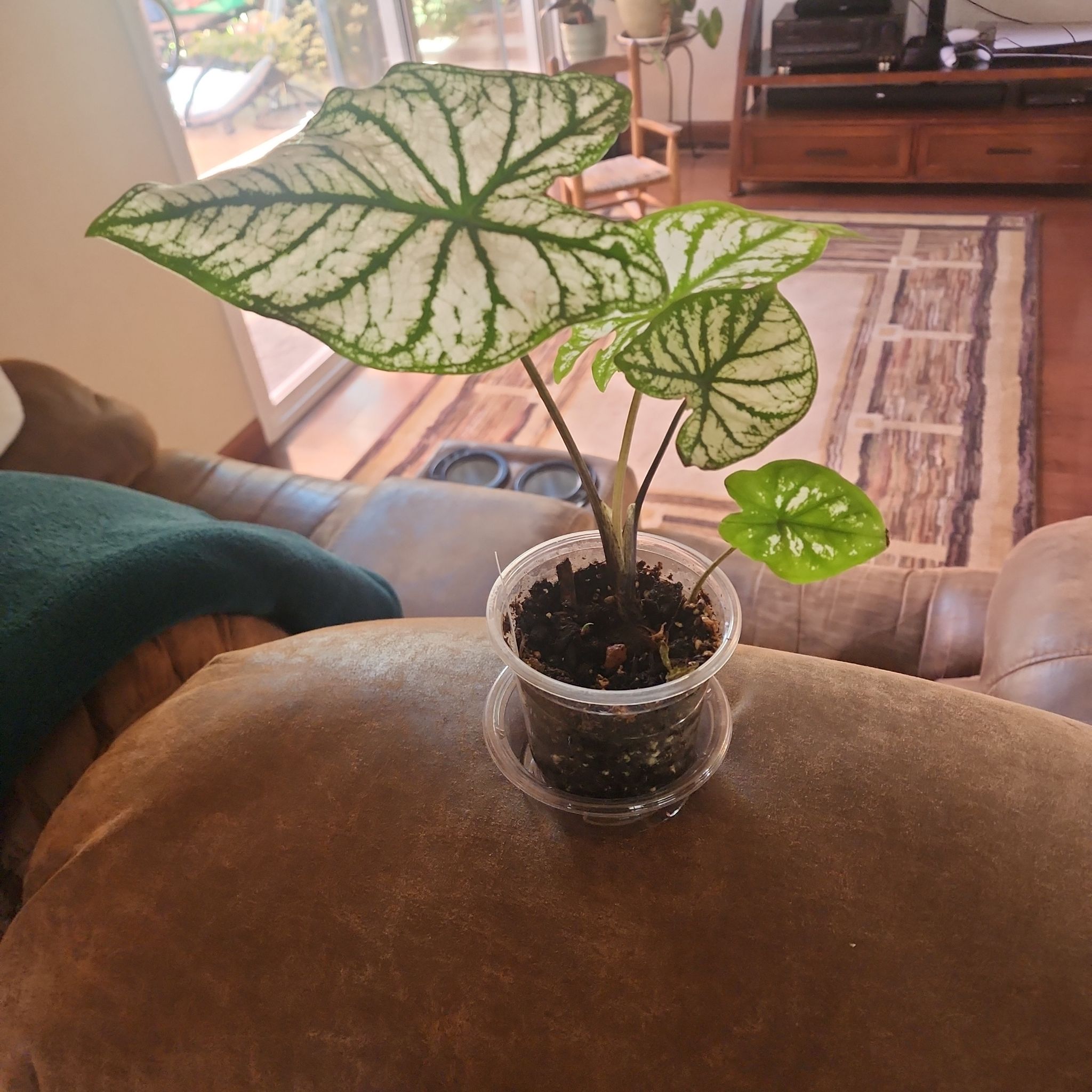 Photo of the plant species Caladium 'White Christmas' by @Melosgarden named White Christmas on Greg, the plant care app