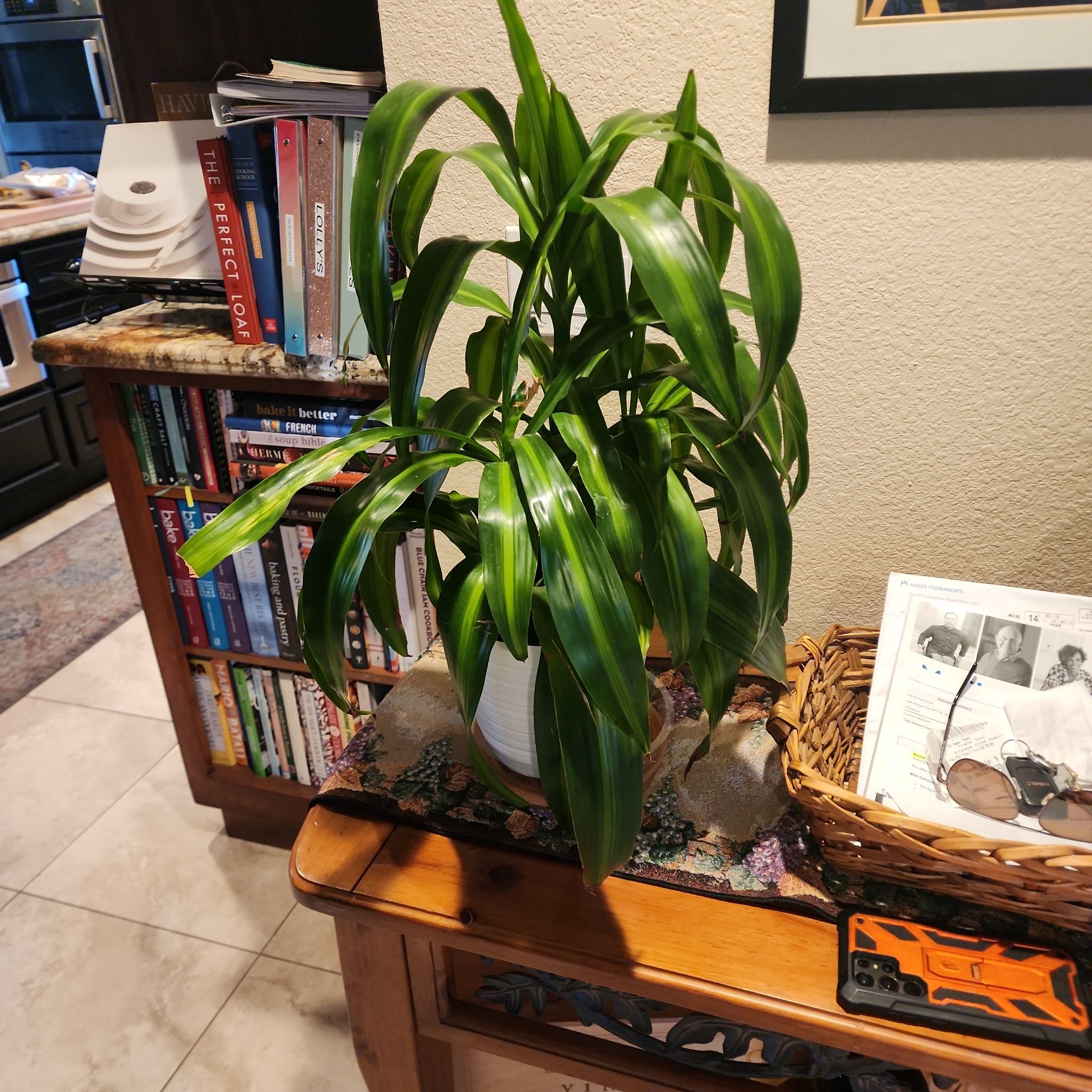 Photo of the plant species Dracaena 'Hawaiian Sunshine' by @Melosgarden named Corn plant on Greg, the plant care app
