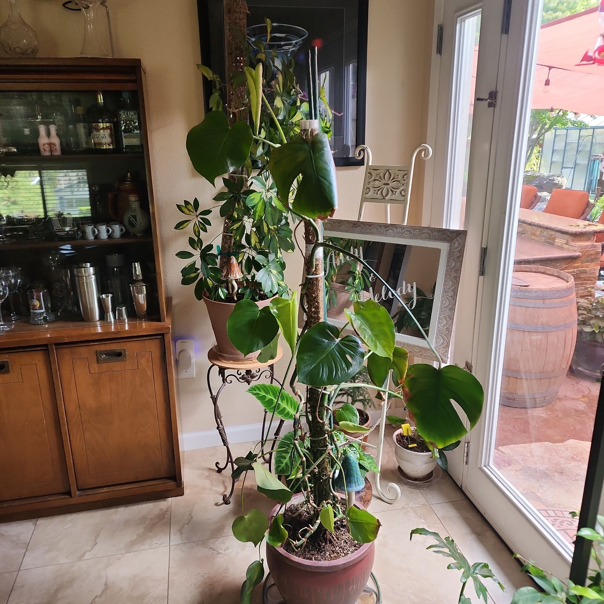 Photo of the plant species tree philodendron by @Melosgarden named Split leaf Philodendron on Greg, the plant care app