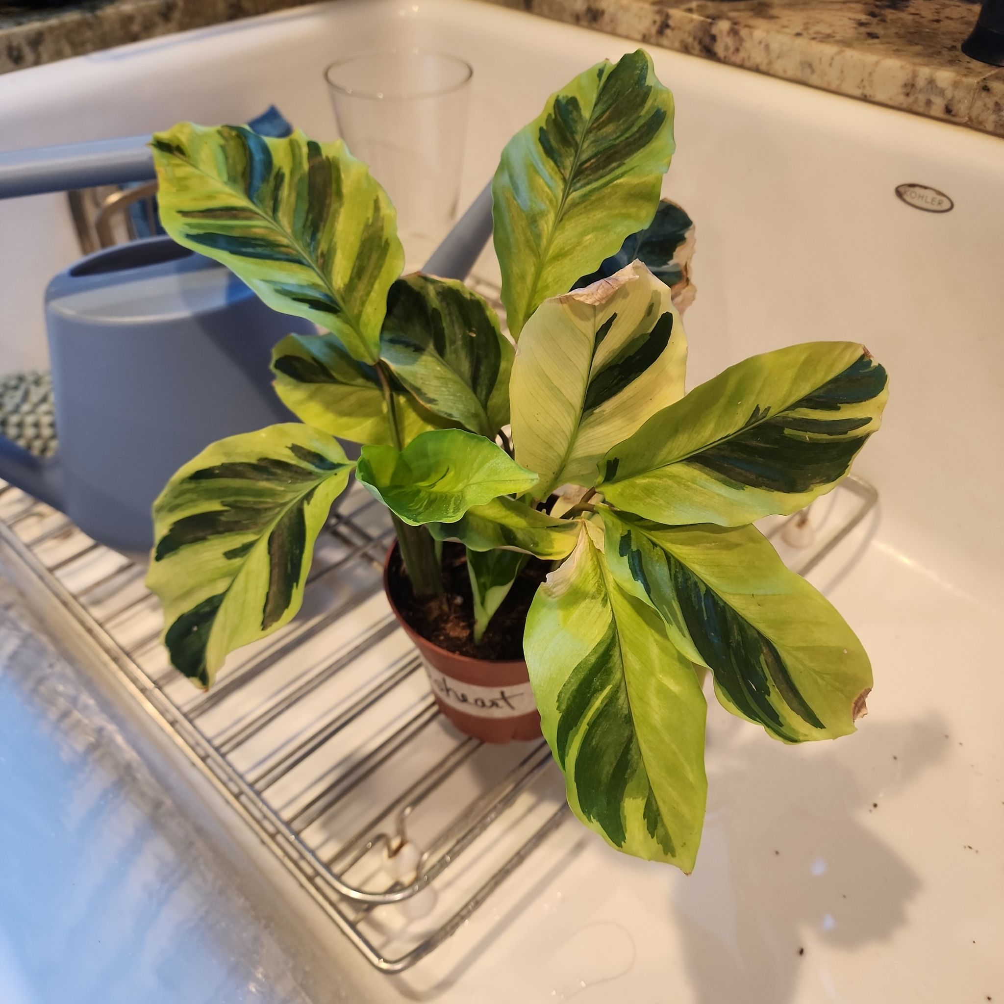 Photo of the plant species Calathea 'Yellow Fusion' by @Melosgarden named Yellow Fusion on Greg, the plant care app