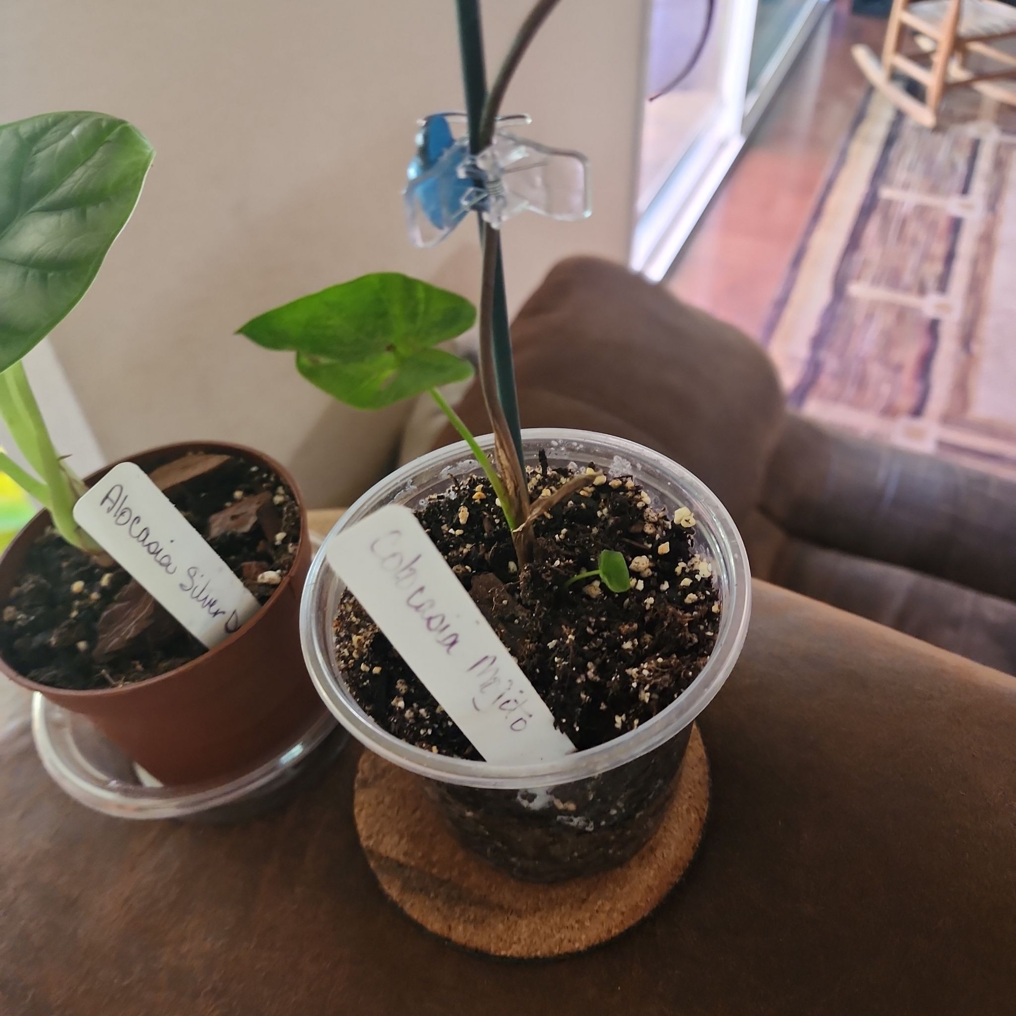 Photo of the plant species Mojito by @Melosgarden named COLOSIA Mojito on Greg, the plant care app