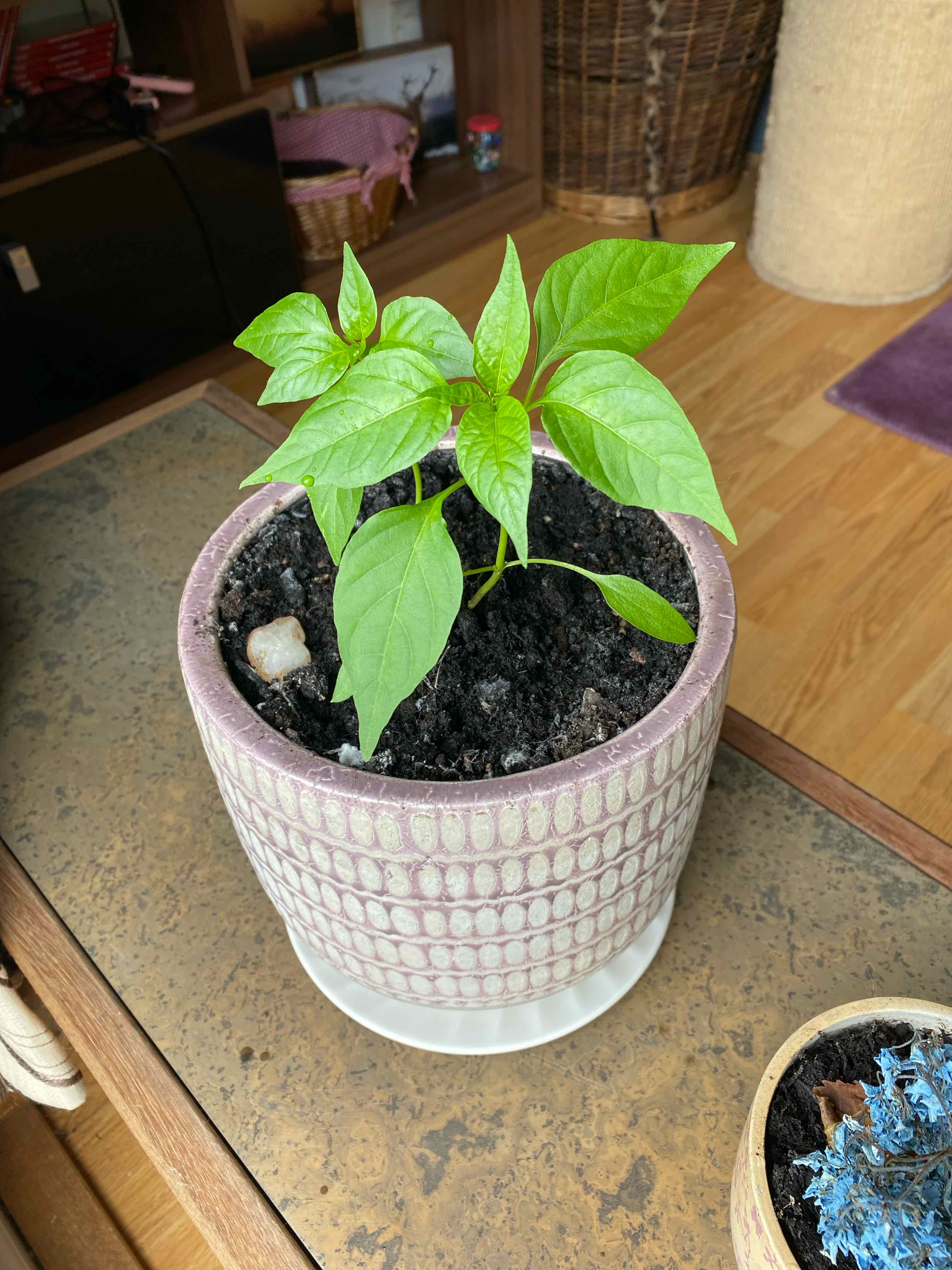 Healthy Tabasco Pepper plant in a decorative pot with visible soil.