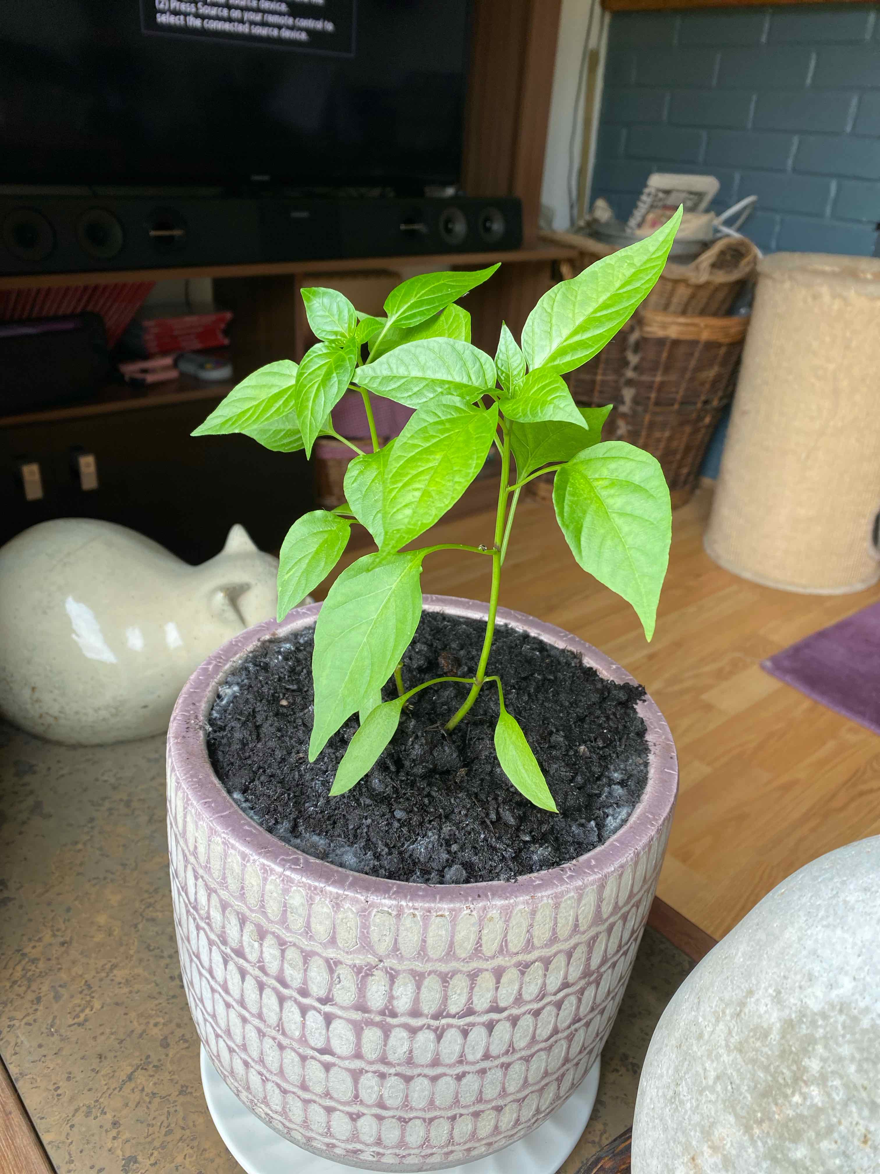 Healthy young Tabasco Pepper plant in a decorative pot with fresh soil.