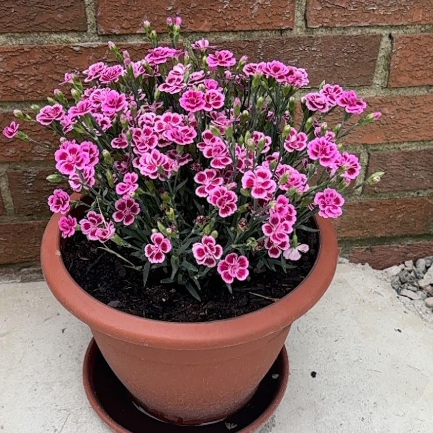 Photo of the plant species Dianthus 'Pink Kisses' by @HighFanmoss15 named Lola on Greg, the plant care app