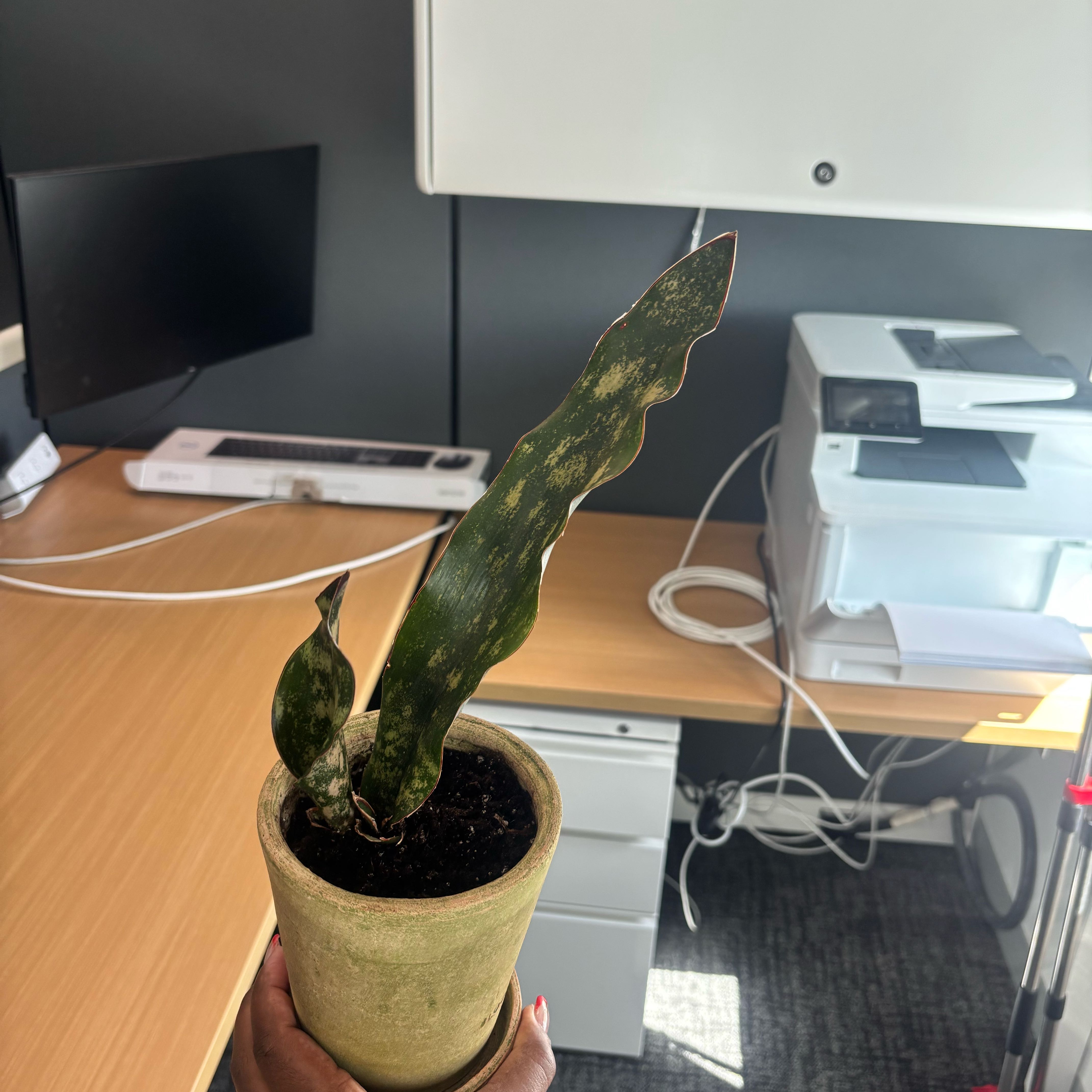 Photo of the plant species Snake Plant by @FitMatgrass91 named Orlando Bloom I on Greg, the plant care app