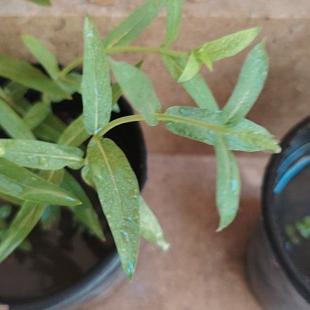 Photo of the plant species Alligatorweed by @AbleFoxgrape62 named Bella on Greg, the plant care app