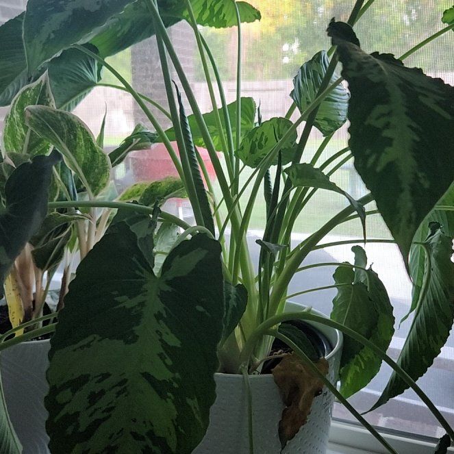 Photo of the plant species Schismatoglottis Sumatran Tiger by @FullRamsons0 named Aria on Greg, the plant care app