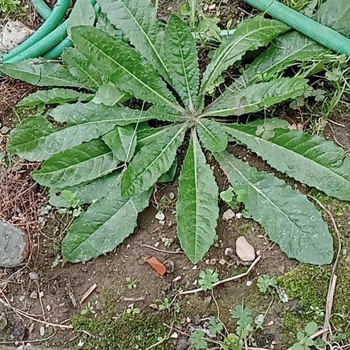 Photo of the plant species Bristly Oxtongue by @WhollyKaramu40 named Lola on Greg, the plant care app