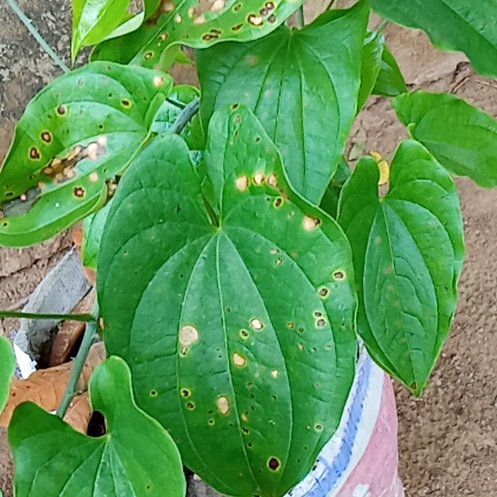 Photo of the plant species Chinese Yam by @GrandLimezinger named Harry on Greg, the plant care app