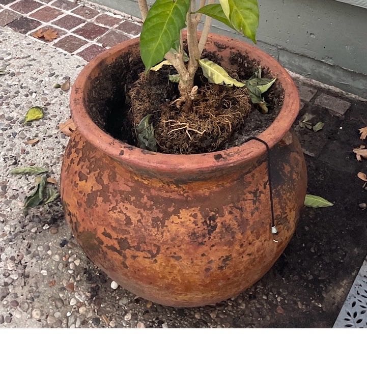 Photo of the plant species Midnight Jasmine by @HonestBogbirch9 named Remington on Greg, the plant care app